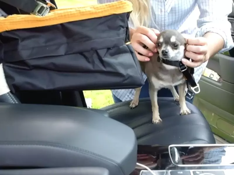 How to Safely Install a Dog Car Seat: The Ultimate Guide